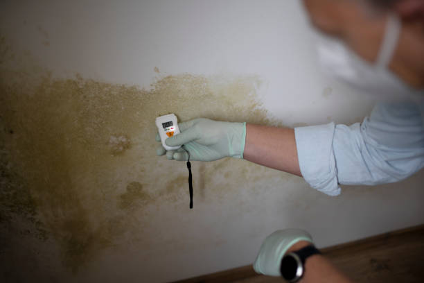 Professional Mold Removal in Tahlequah, OK