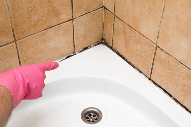 Certified Mold Removal in Tahlequah, OK